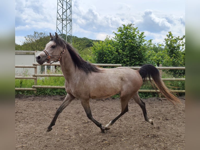 Arabian horses Gelding 3 years 14,3 hh Gray in Prath