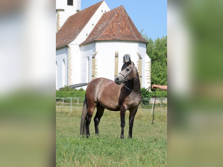 Arabian horses Gelding 3 years 14.3 hh Grey in Ammerbuch