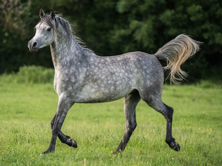Arabian horses Gelding 3 years 14.3 hh Grey in Herzberg am Harz