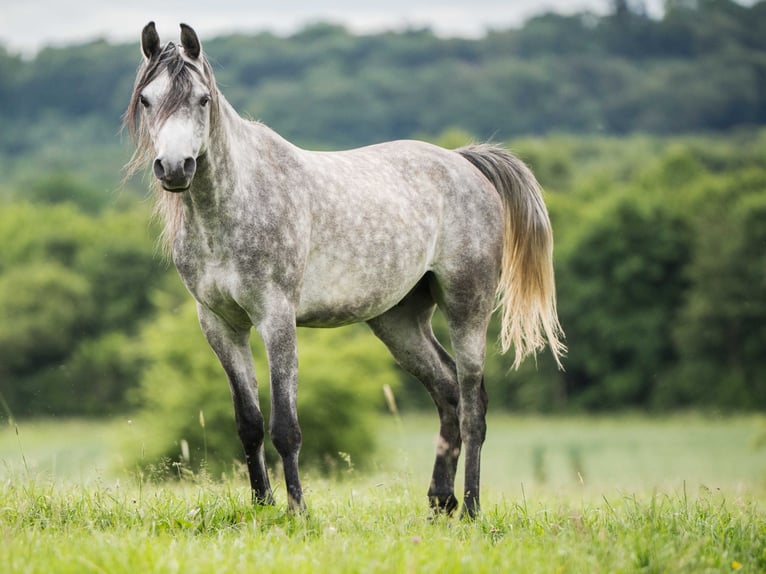 Arabian horses Gelding 3 years 14.3 hh Grey in Herzberg am Harz