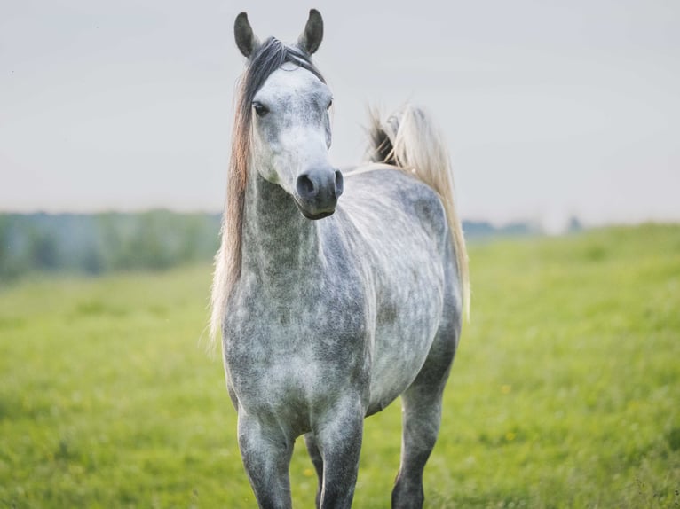 Arabian horses Gelding 3 years 14.3 hh Grey in Herzberg am Harz