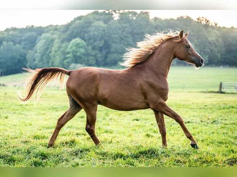 Arabian horses Gelding 3 years 14,1 hh Chestnut-Red in Herzberg am Harz