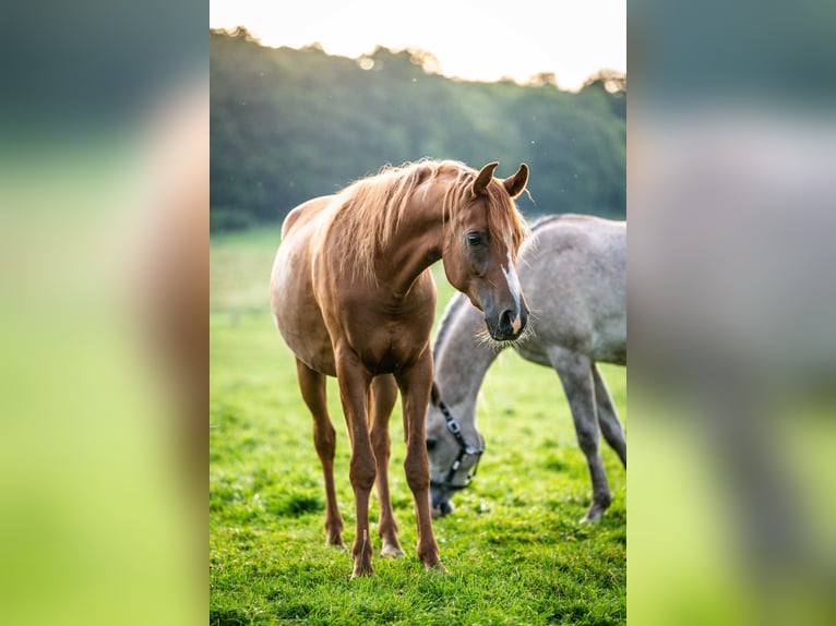Arabian horses Gelding 3 years 14,1 hh Chestnut-Red in Herzberg am Harz