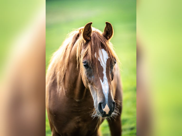 Arabian horses Gelding 3 years 14,1 hh Chestnut-Red in Herzberg am Harz