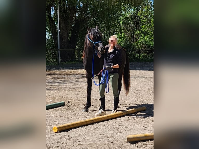 Arabian horses Gelding 3 years 14,2 hh Black in Hallbergmoos