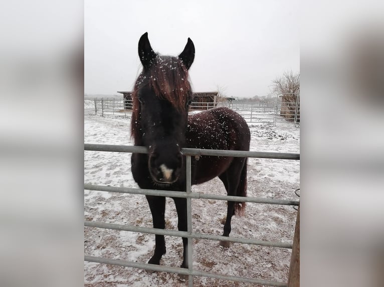 Arabian horses Gelding 3 years 14,2 hh Black in Hallbergmoos