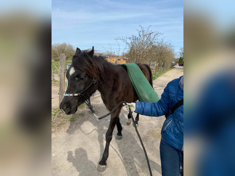 Arabian horses Gelding 3 years 14,2 hh Black in Hallbergmoos