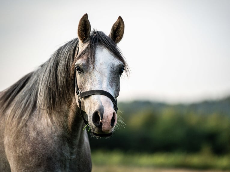 Arabian horses Gelding 3 years 14,2 hh Gray in Herzberg am Harz