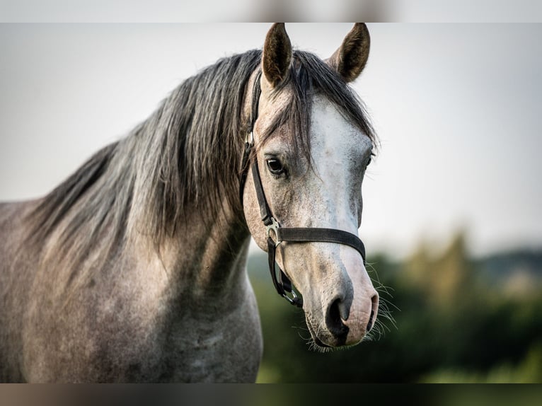 Arabian horses Gelding 3 years 14,2 hh Gray in Herzberg am Harz