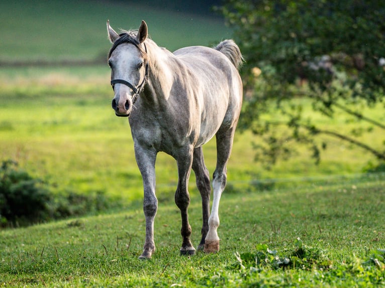 Arabian horses Gelding 3 years 14,2 hh Gray in Herzberg am Harz