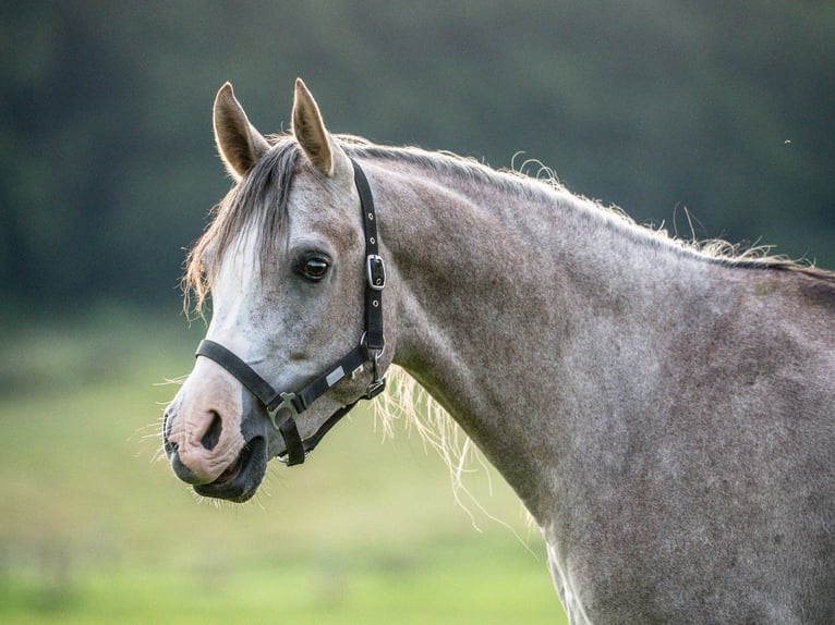Arabian horses Gelding 3 years 14,2 hh Gray in Herzberg am Harz