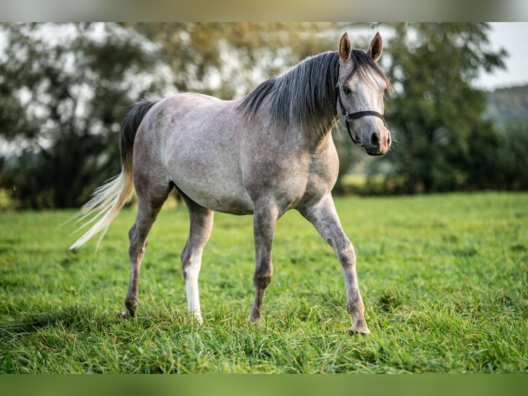 Arabian horses Gelding 3 years 14,2 hh Gray in Herzberg am Harz