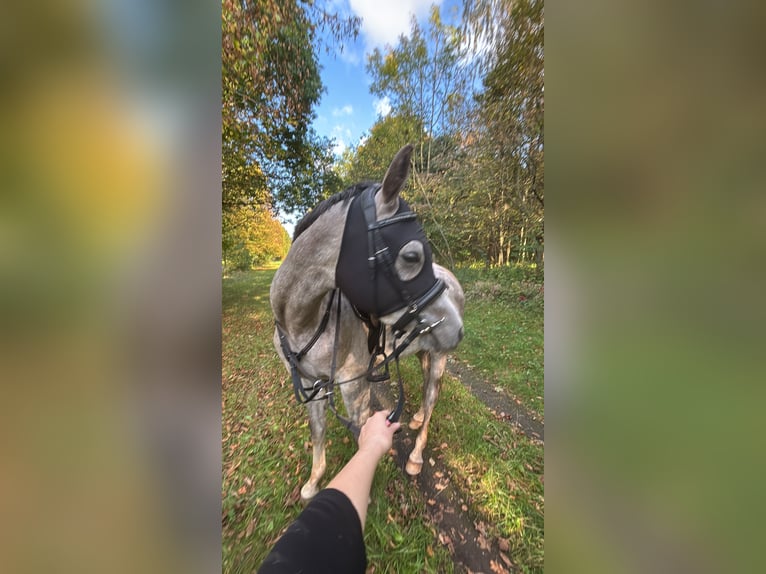 Arabian horses Gelding 3 years 14,2 hh Grey in Eisenberg