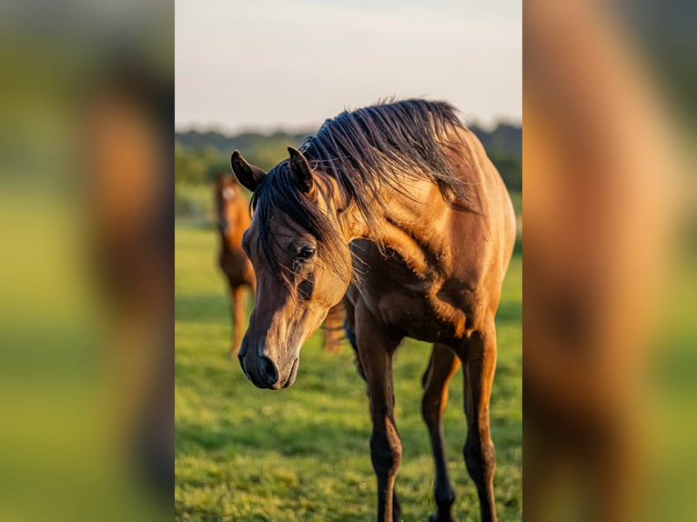 Arabian horses Gelding 3 years 14,3 hh Brown in Herzberg am Harz