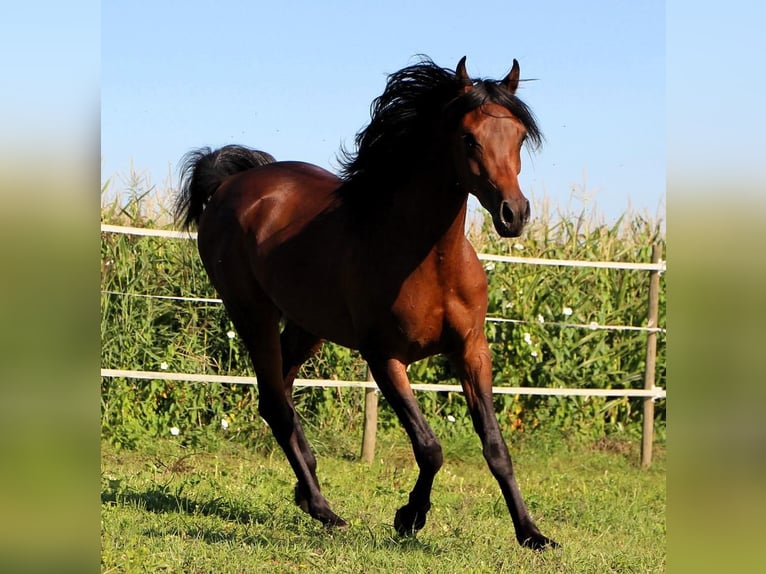 Arabian horses Gelding 3 years 15,1 hh Bay-Dark in Prien am Chiemsee