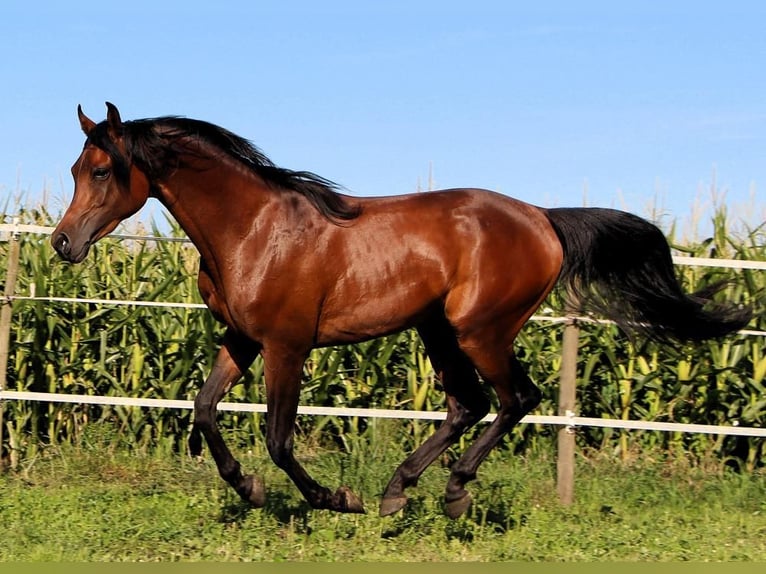 Arabian horses Gelding 3 years 15,1 hh Bay-Dark in Prien am Chiemsee
