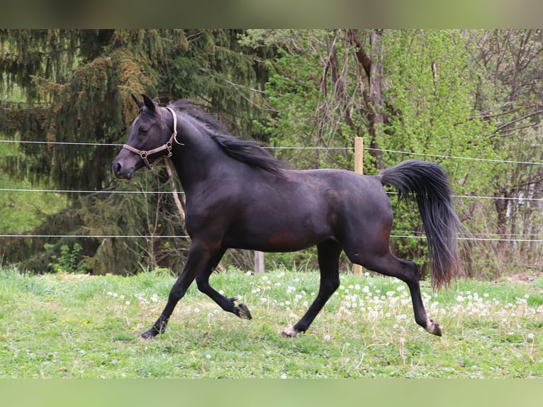 Arabian horses Gelding 3 years 15.1 hh Black in České Budějovice