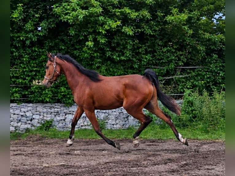 Arabian horses Gelding 3 years 15.1 hh Brown in Reisenberg