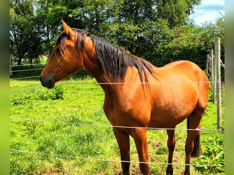 Arabian horses Mix Gelding 3 years 15.1 hh Brown in Bredstedt