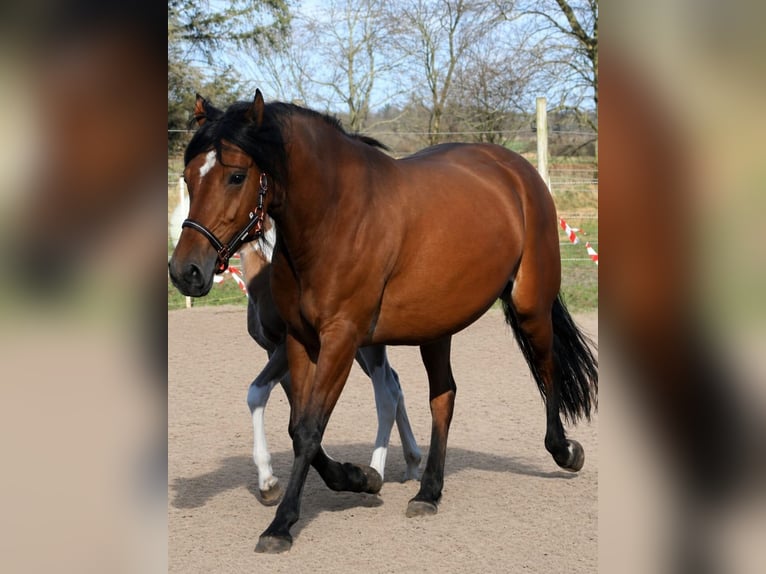 Arabian horses Mix Gelding 3 years 15.1 hh Brown in Bredstedt