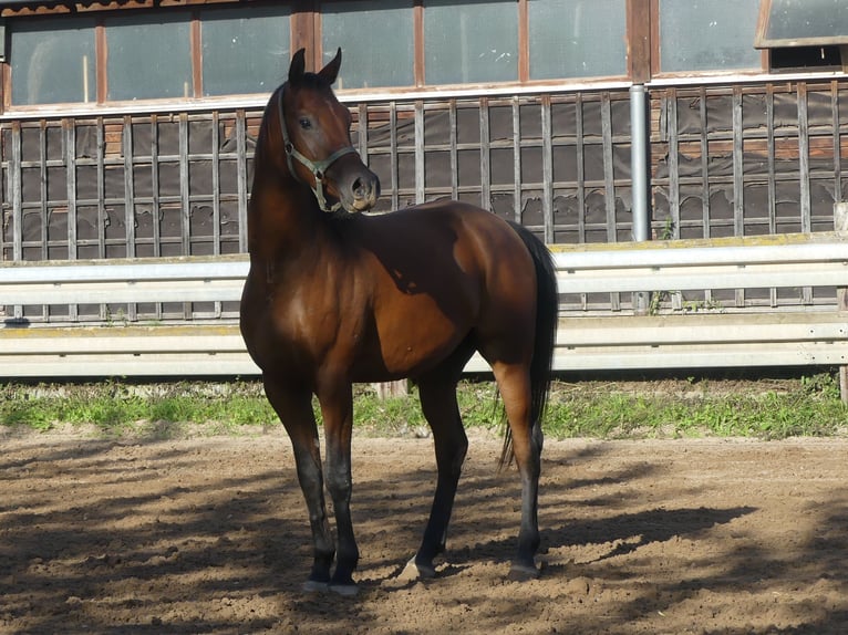Arabian horses Gelding 3 years 15.1 hh Brown in Herzberg am Harz