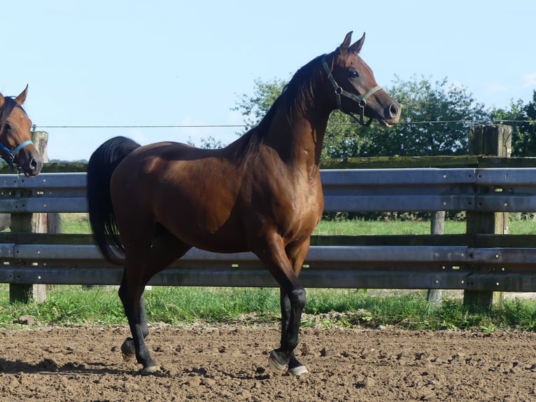 Arabian horses Gelding 3 years 15.1 hh Brown in Herzberg am Harz
