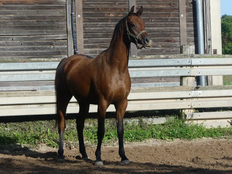 Arabian horses Gelding 3 years 15.1 hh Brown in Herzberg am Harz
