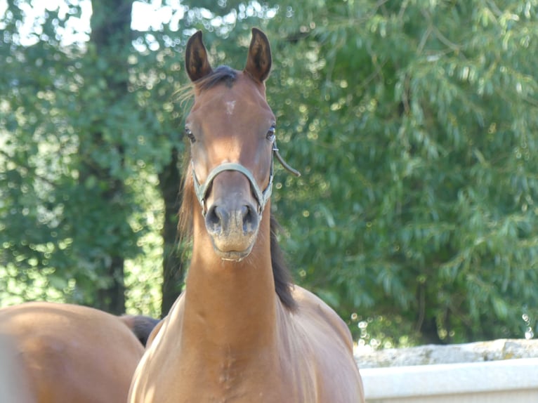 Arabian horses Gelding 3 years 15.1 hh Brown in Herzberg am Harz