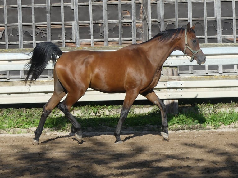 Arabian horses Gelding 3 years 15.1 hh Brown in Herzberg am Harz