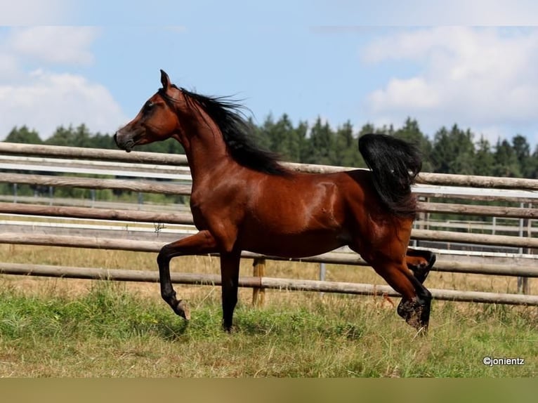 Arabian horses Gelding 3 years 15.1 hh Brown in Wassertrüdingen
