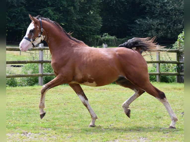 Arabian horses Gelding 3 years 15,1 hh Brown in Mörsdorf