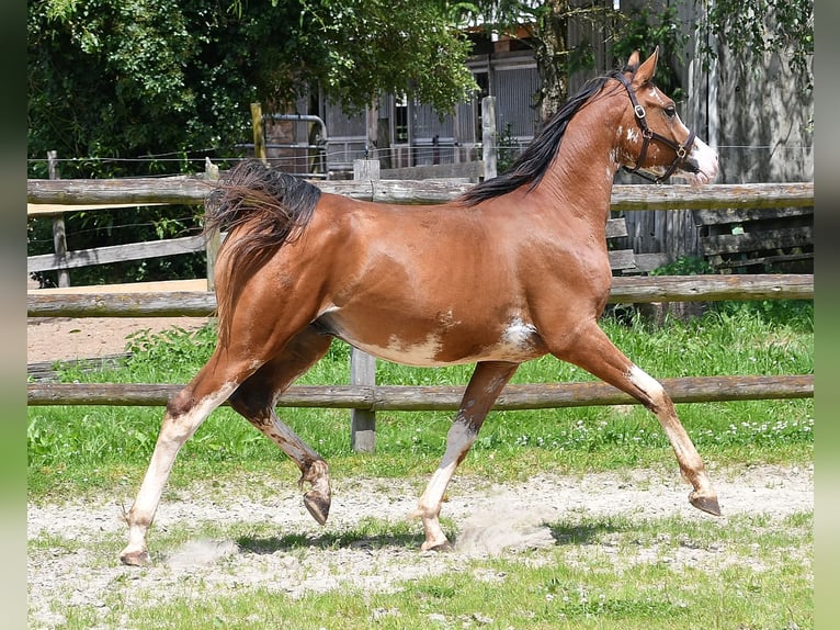 Arabian horses Gelding 3 years 15,1 hh Brown in Mörsdorf