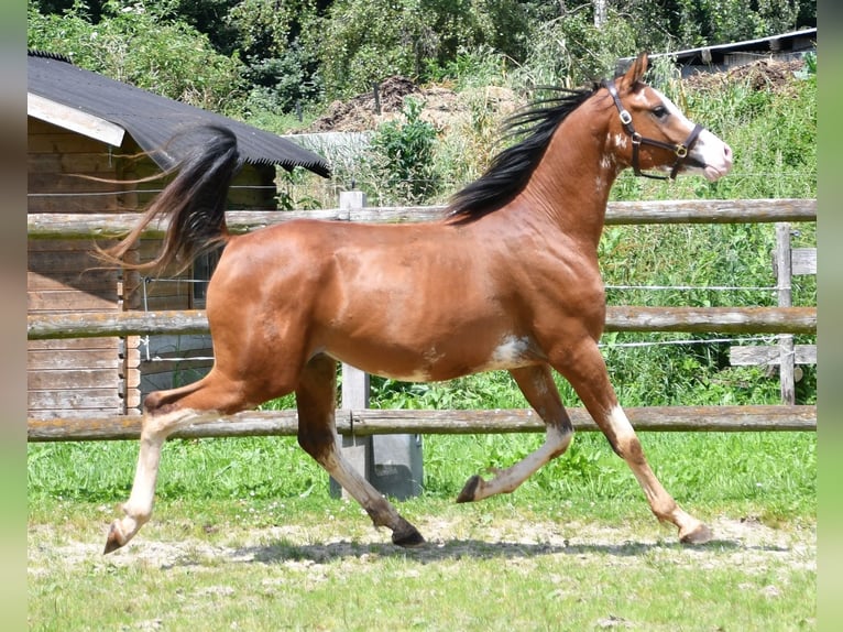 Arabian horses Gelding 3 years 15,1 hh Brown in Mörsdorf