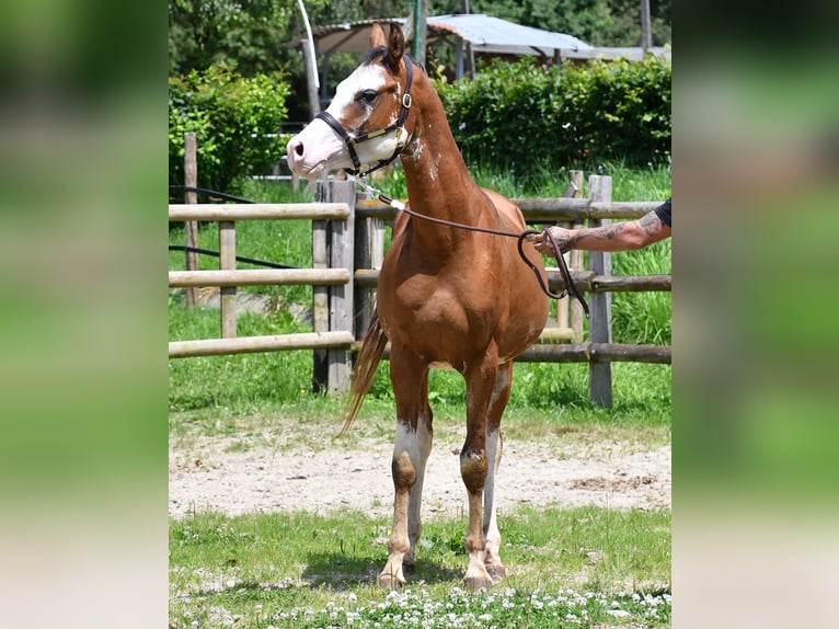 Arabian horses Gelding 3 years 15,1 hh Brown in Mörsdorf