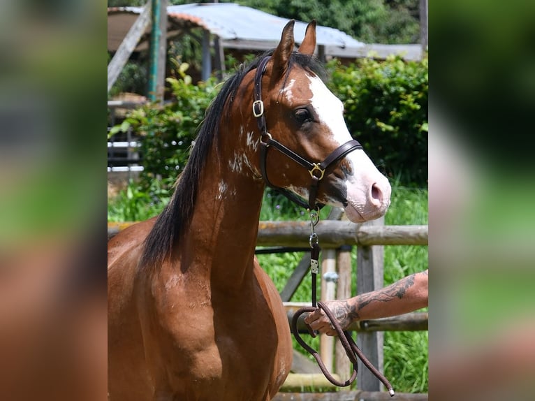 Arabian horses Gelding 3 years 15,1 hh Brown in Mörsdorf