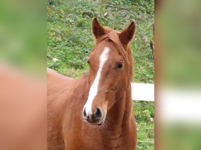 Arabian horses Gelding 3 years 15,1 hh Chestnut-Red in Freiamt