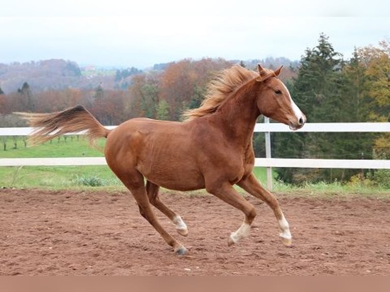 Arabian horses Gelding 3 years 15,1 hh Chestnut-Red in Freiamt