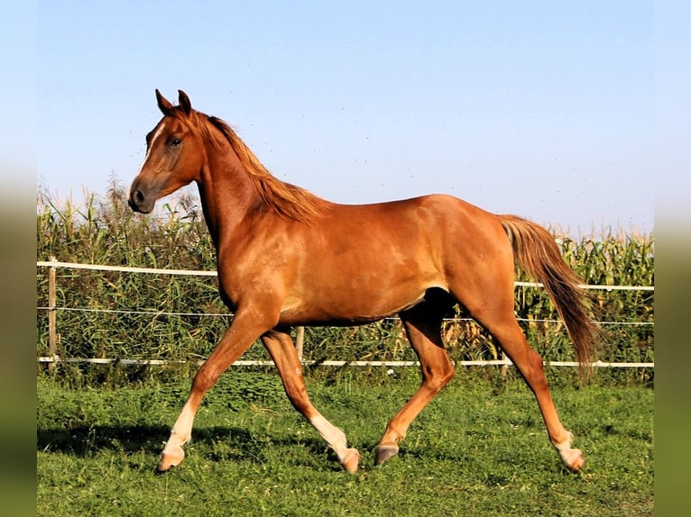 Arabian horses Gelding 3 years 15,1 hh Chestnut-Red in Kehl