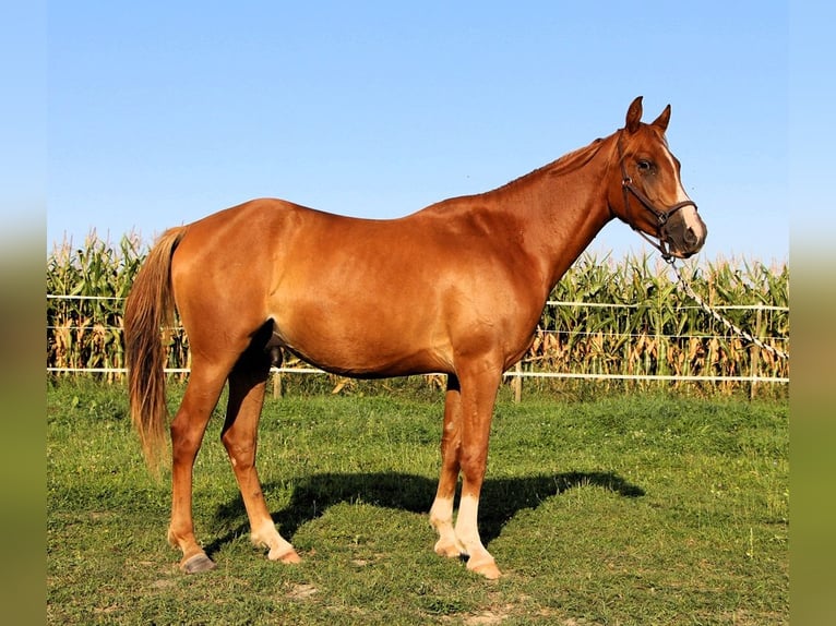 Arabian horses Gelding 3 years 15,1 hh Chestnut-Red in Kehl