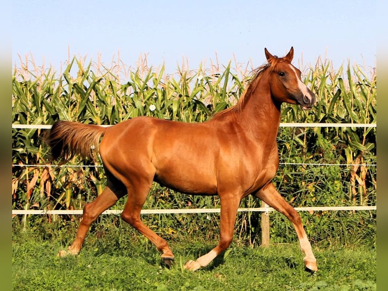 Arabian horses Gelding 3 years 15,1 hh Chestnut-Red in Kehl