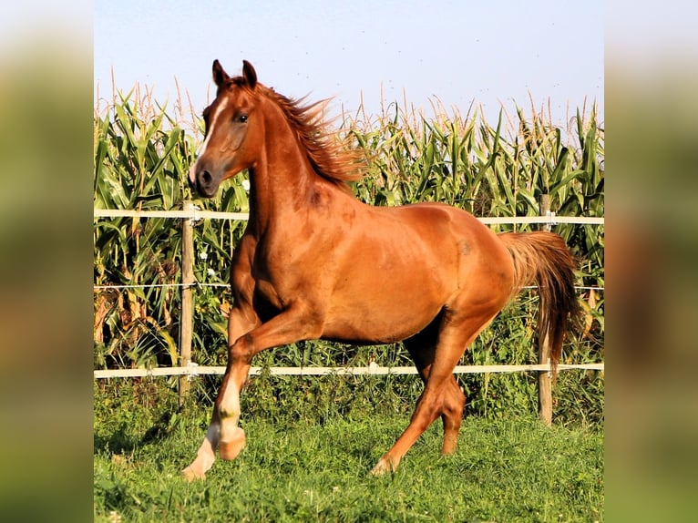 Arabian horses Gelding 3 years 15,1 hh Chestnut-Red in Kehl