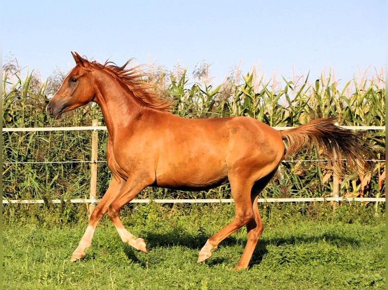 Arabian horses Gelding 3 years 15,1 hh Chestnut-Red in Kehl