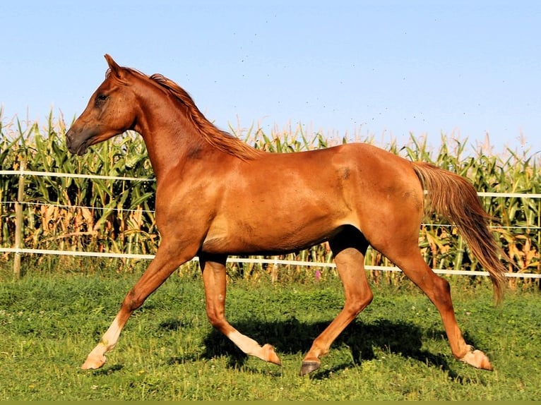 Arabian horses Gelding 3 years 15,1 hh Chestnut-Red in Reutenbourg