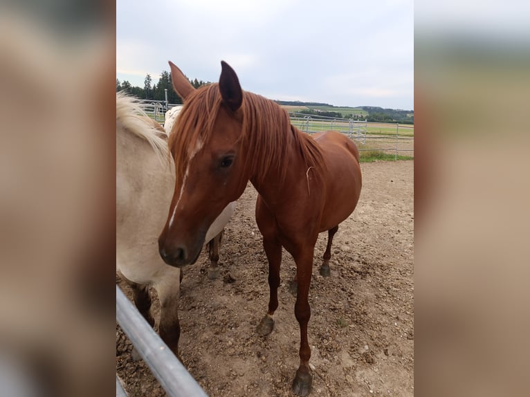 Arabian horses Gelding 3 years 15,1 hh Chestnut-Red in St. Martin