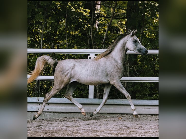 Arabian horses Gelding 3 years 15,1 hh Gray in Bad Waldsee