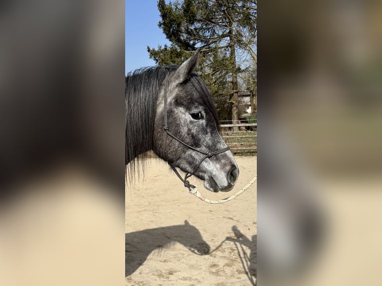 Arabian horses Gelding 3 years 15.1 hh Grey in Dunningen