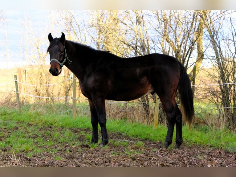 Arabian horses Gelding 3 years 15,1 hh Smoky-Black in Kehl