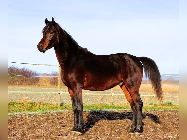 Arabian horses Gelding 3 years 15,1 hh Smoky-Black in Reutenbourg