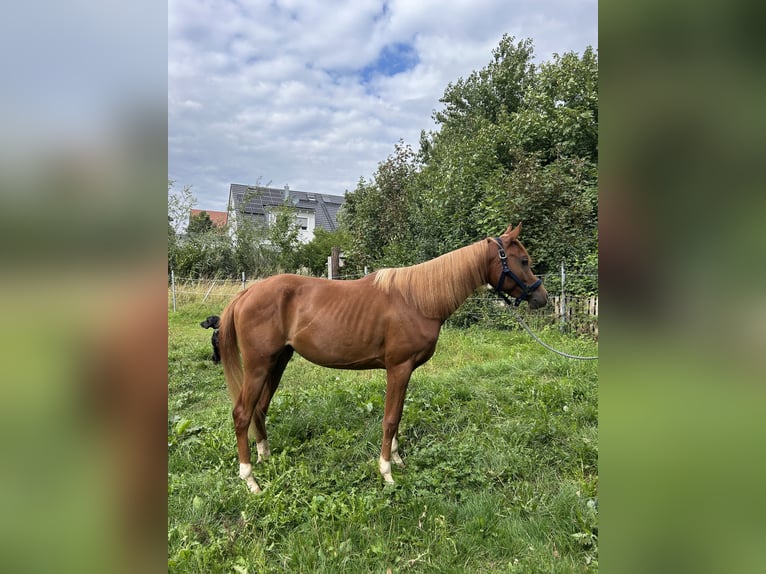 Arabian horses Gelding 3 years 15.2 hh Chestnut-Red in Wolfersdorf
