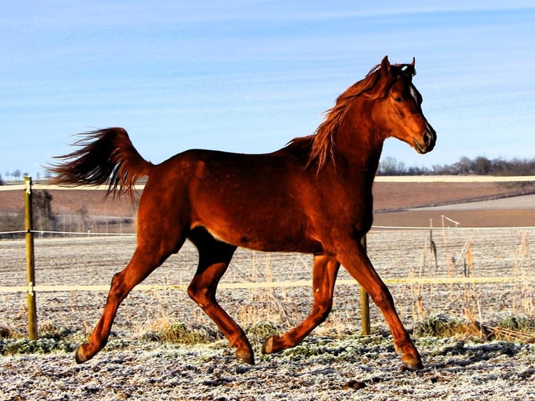 Arabian horses Gelding 3 years 15,2 hh Chestnut-Red in Kehl